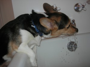 Sammy Resident Corgi at Faucet